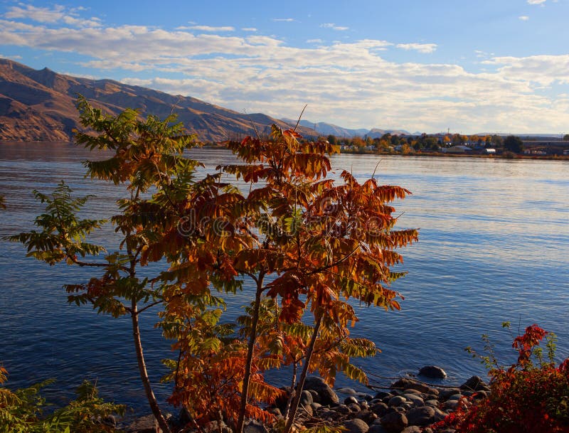 Small tree next to the snake river turning into fall colors. Gray water snake stock images, royalty-free photos and pictures