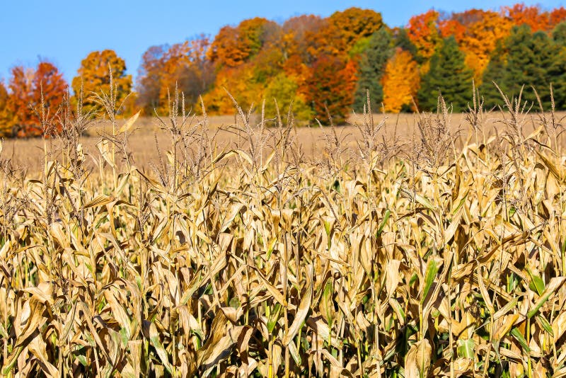 Wisconsin Corn Harvest Stock Photo Image Of Wisconsin 27309950