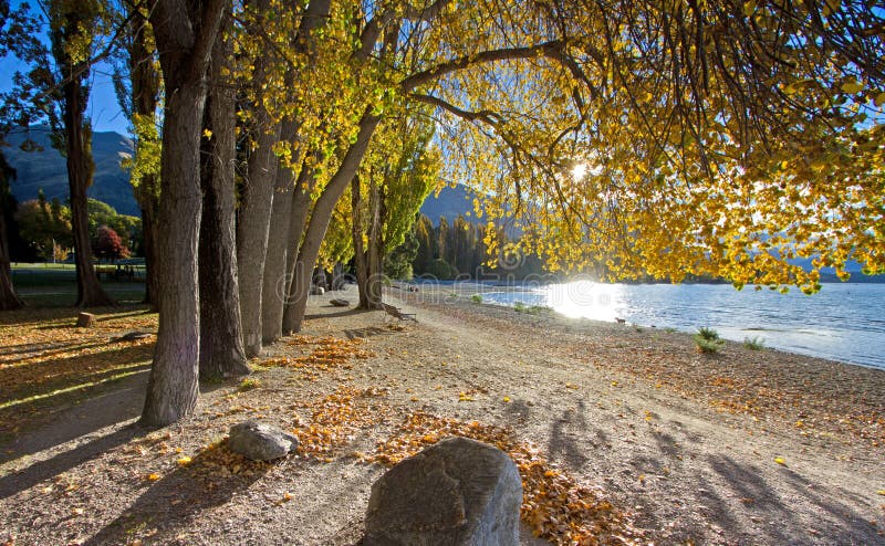 Fall trees beside lake