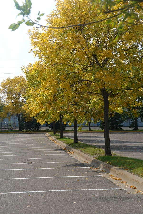 Fall Trees in Parking lot