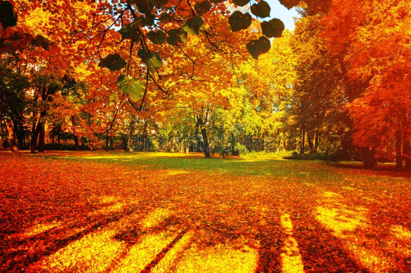 Fall trees in sunny autumn park lit by sunshine - sunny fall landscape in soft sunlight stock photos Fall trees in sunny autumn park lit by sunshine - sunny fall landscape in soft sunlight stock photos