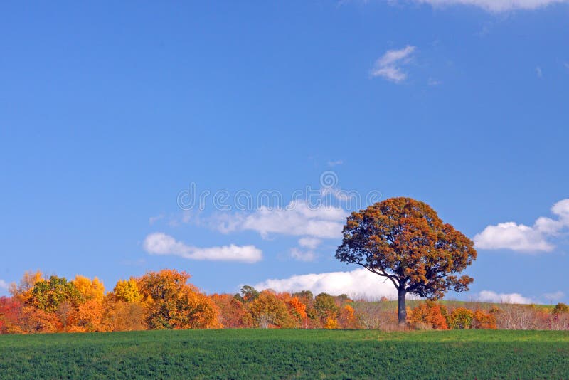 Row of Fall colored trees and blue sky with white clouds. Row of Fall colored trees and blue sky with white clouds