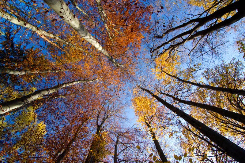 Fall Treetops