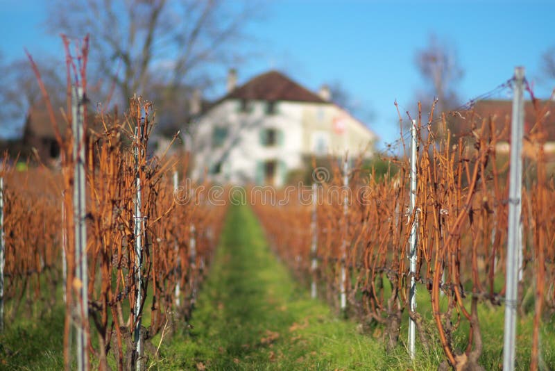 Fall vineyard landscape