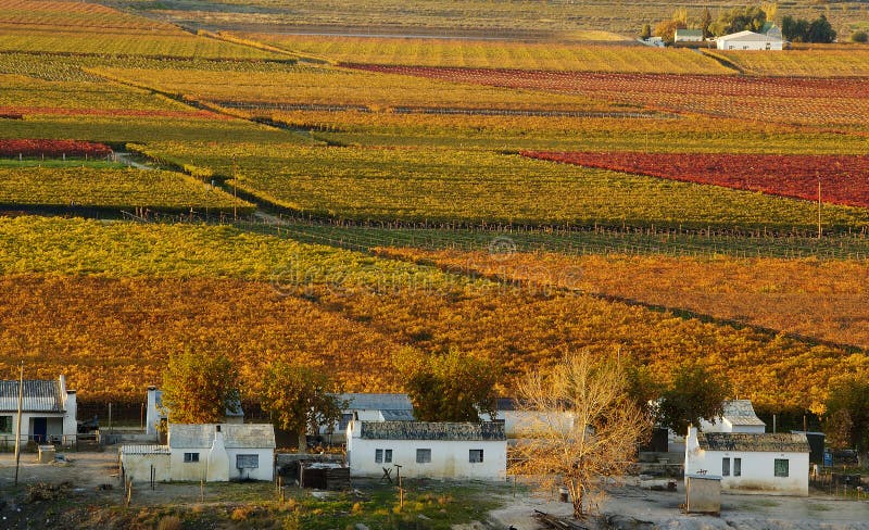 Fall Vineyards25