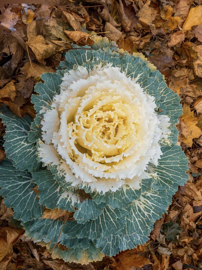 Yellow cabbage butterfly stock image. Image of butterflies 20103915
