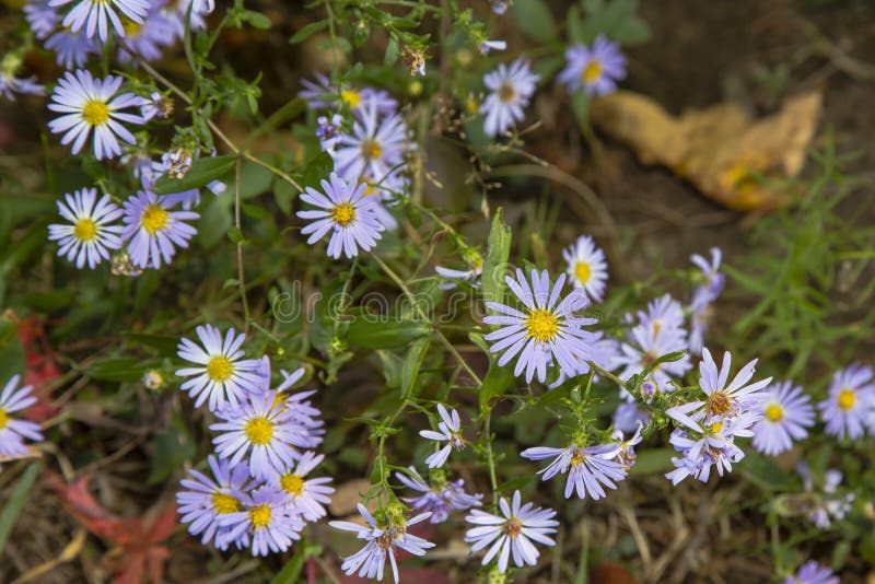 Fall Wildflowers: Smooth Blue Aster