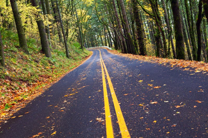 Fall winding forest mountain road