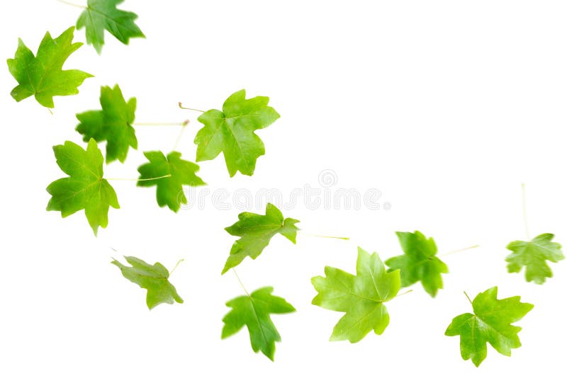 Fallande greenleaves royaltyfri bild