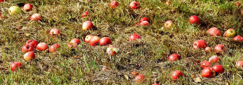 Fallen apples in grass