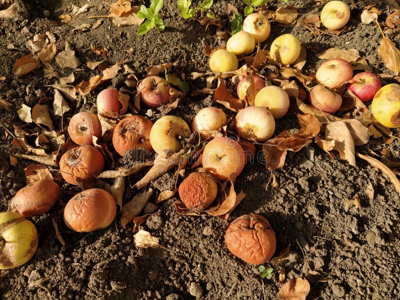 Fallen apples on the ground, autumn, close-up stock image