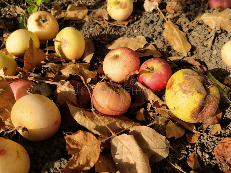 Fallen apples on the ground, autumn, close-up royalty free stock photo