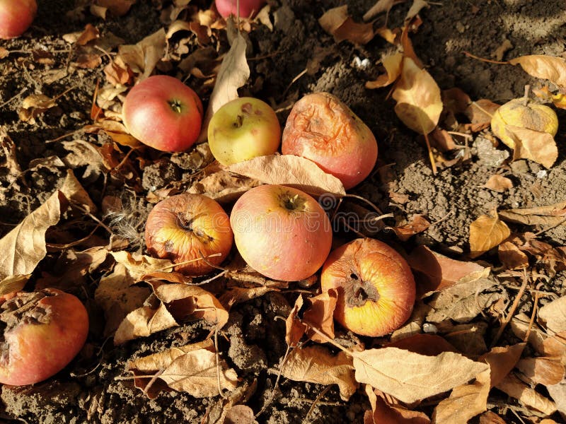 Fallen apples on the ground, autumn, close-up stock image