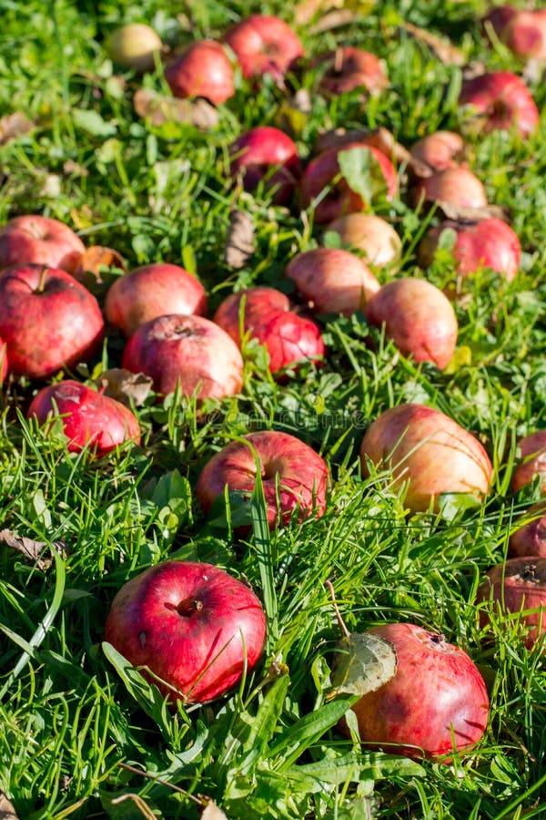 Fallen apples lie on the grass stock image