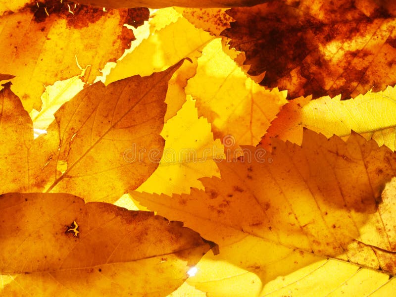 Fallen Autumn Leaves. Wallpaper. Structure of the Dried Leaves Stock