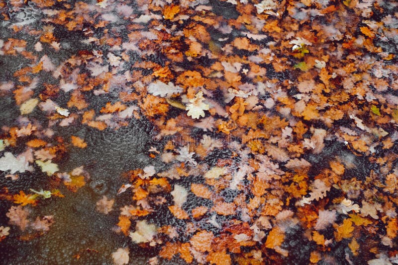Fallen Autumn Leaves in Water with Melted Snow Stock Photo Image of