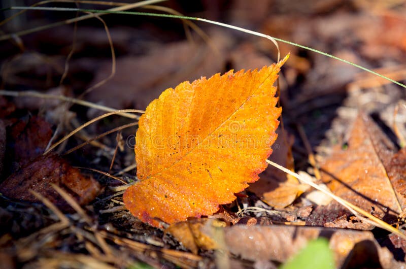 Fallen birch leaf royalty free stock photos