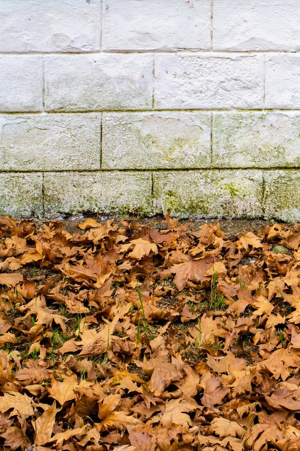 Fallen Brown Leaves at the White Foundation. Vertical Stock Image Image of nature, mold 185896943