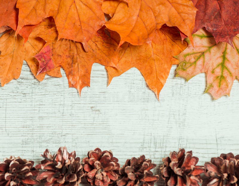 Fallen colorful autumn leafs and cones over vintage wooden surface