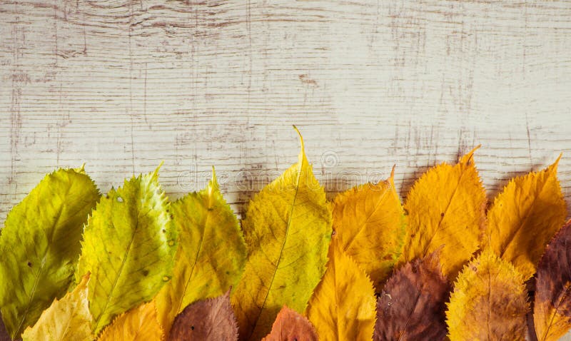 Fallen colorful autumn leafs over vintage wooden surface