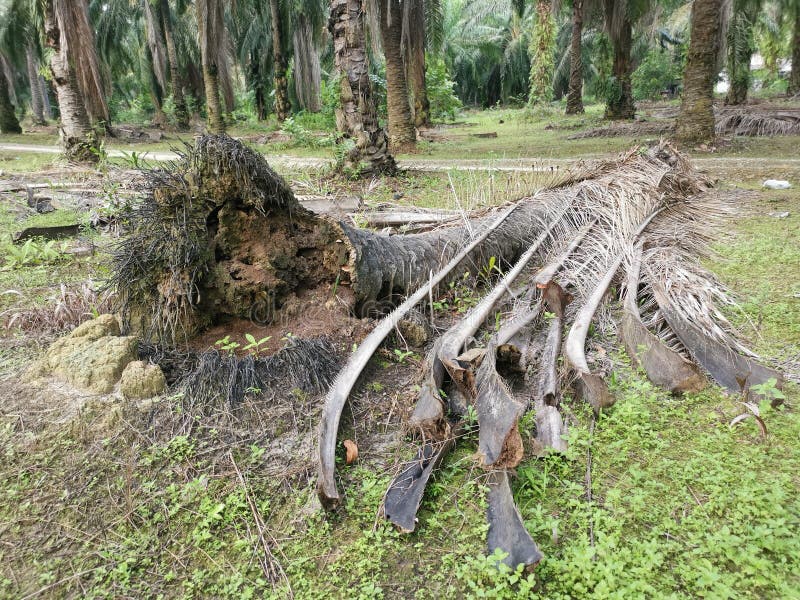 The fallen decompose tree trunk on the ground stock image