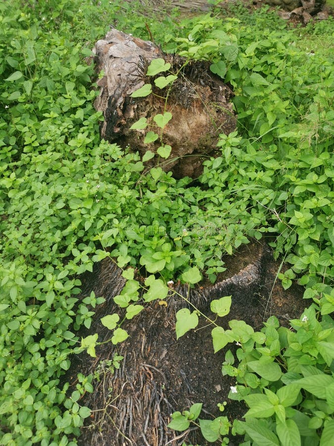 The fallen decompose tree trunk on the ground royalty free stock photography