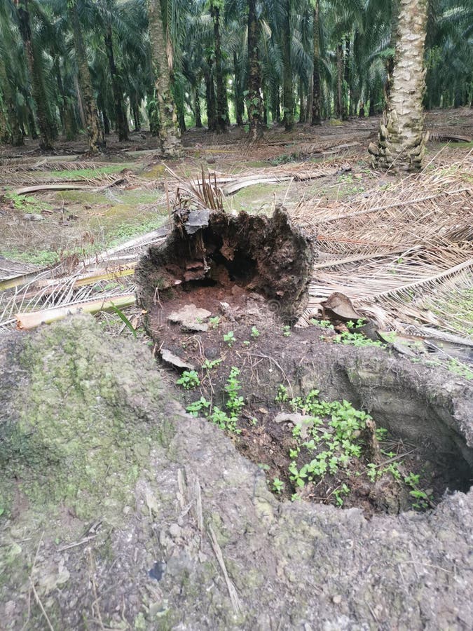 The fallen decompose tree trunk on the ground stock photography