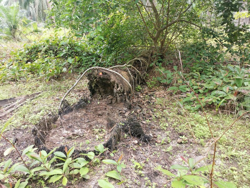The fallen decompose tree trunk on the ground royalty free stock photography