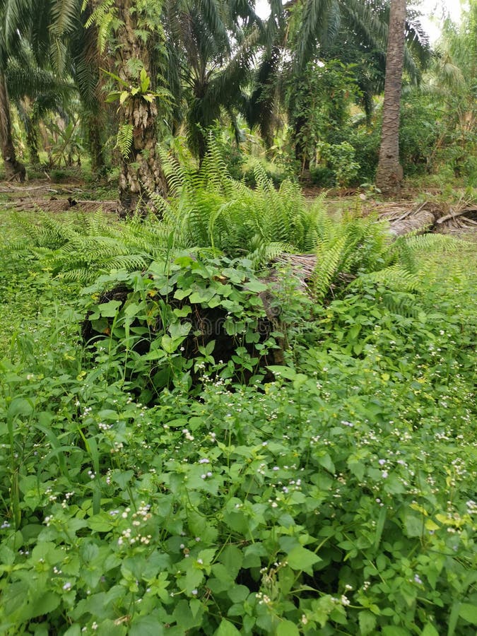 The fallen decompose tree trunk on the ground stock image