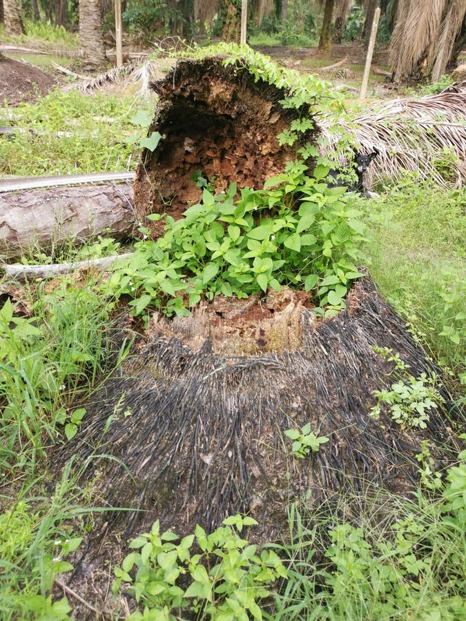 The fallen decompose tree trunk on the ground stock image