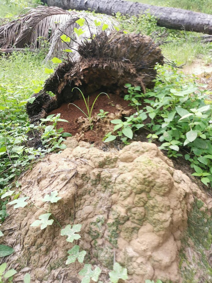 The fallen decompose tree trunk on the ground royalty free stock photos