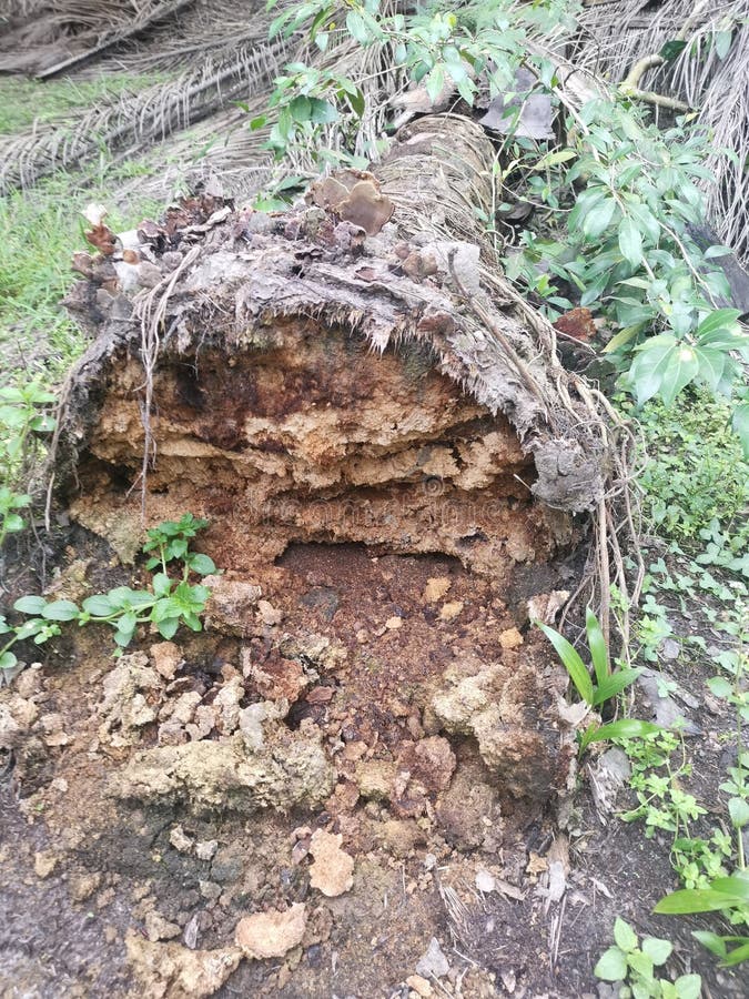 The fallen decompose tree trunk on the ground royalty free stock image