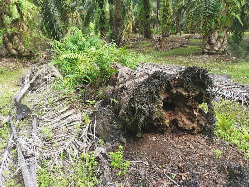 The fallen decompose tree trunk on the ground royalty free stock photo