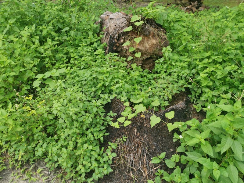 The fallen decompose tree trunk on the ground stock images