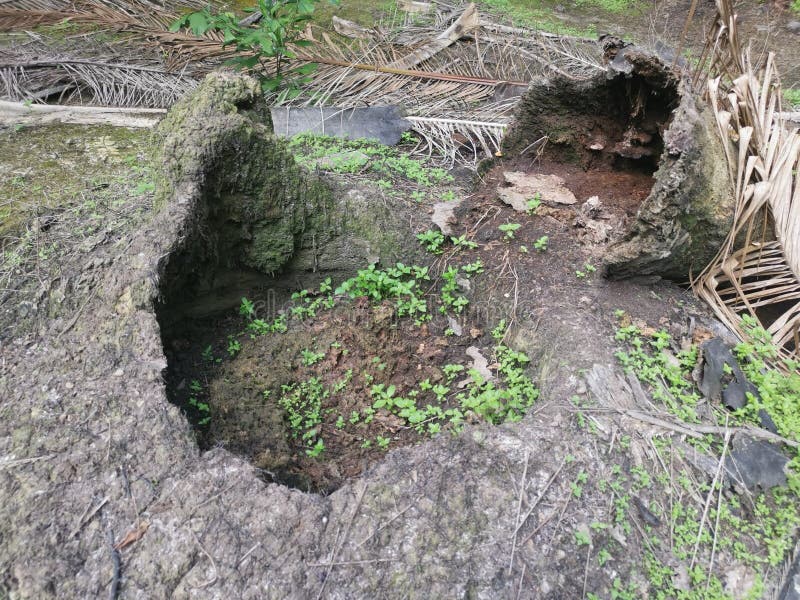 The fallen decompose tree trunk on the ground stock photography