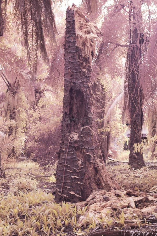 The Fallen Tree Trunk at the Plantation Stock Photo Image