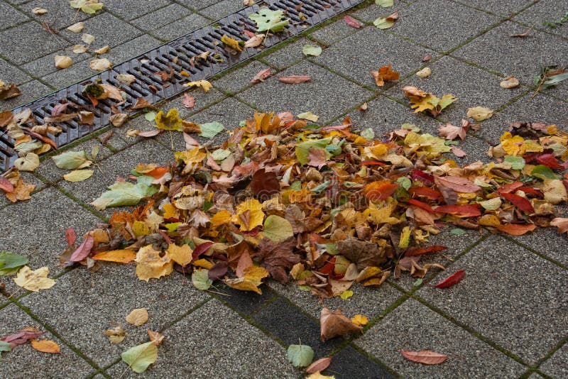 A Heap Of Dried Leaves On The Ground · Free Stock Photo