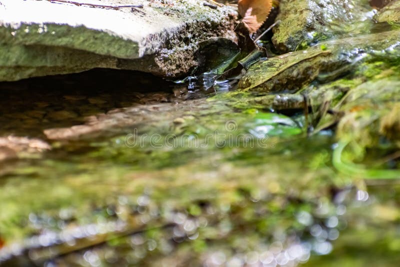 Fallen dry leaves and small branches in a forest pool among stones, moss and vegetation. Wet and humid climate after rainy