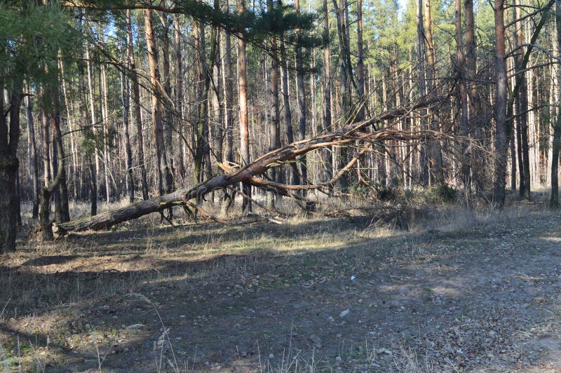 Fallen dry tree in a pine forest royalty free stock photo