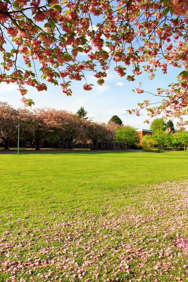 Fallen flowers stock image. Image of scene, fallen, season 69977725