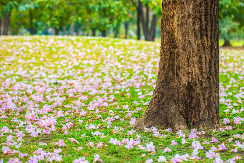 Fallen Tabebuia Tree Flowers On The Ground In The Park Stock Image Image of blooming, blossom