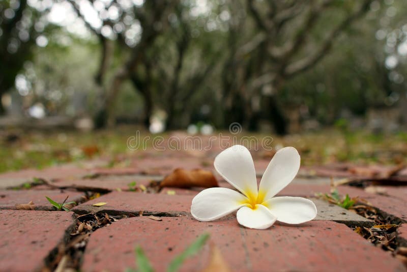 Fallen Frangipani