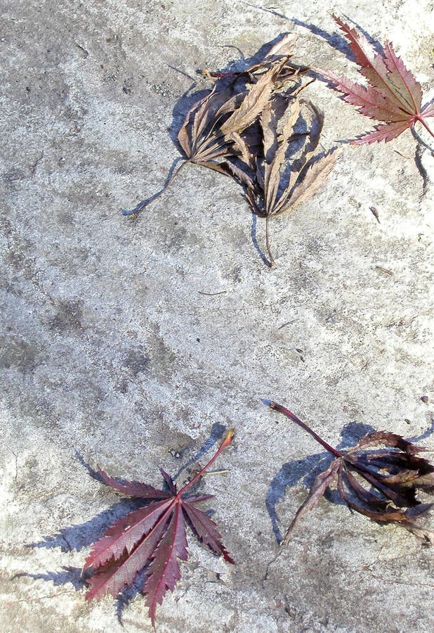 Fallen Japanese Maple Leaves