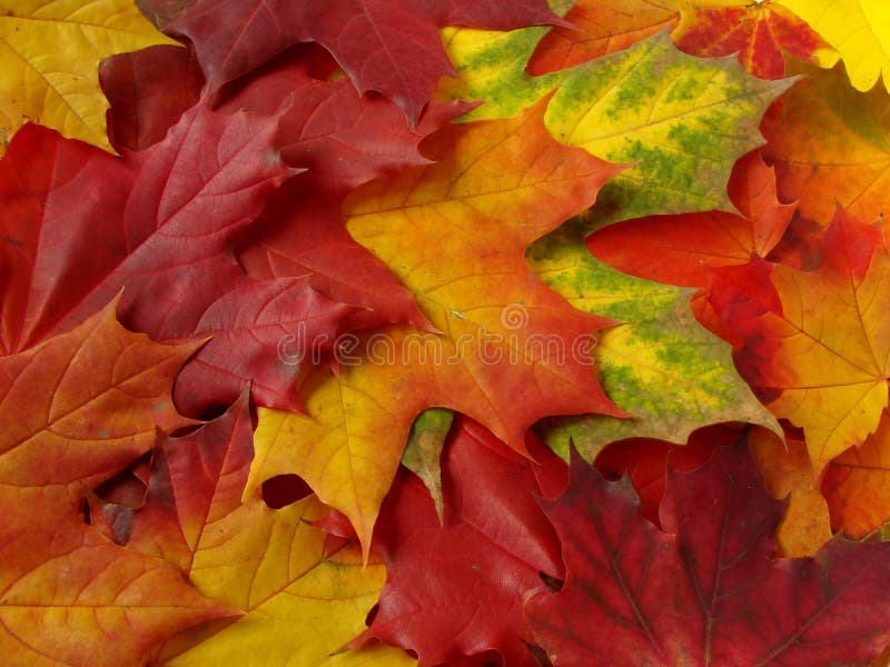 Autumn leaves on a pile stock photo. Image of autumn, colour 6446540