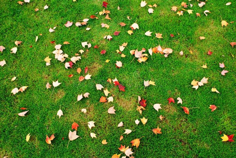 Fallen leaves on the green grass