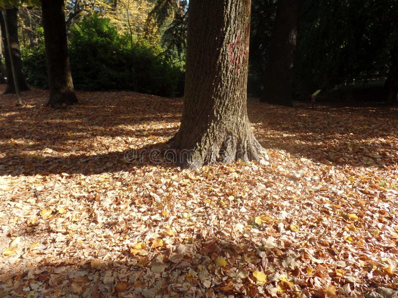 fallen leaf park fallen leaf park