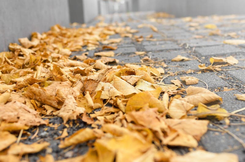 Fallen leaves on a sidewalk.