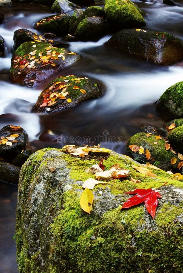 Fallen leaves and stream