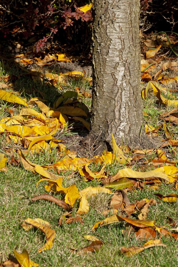 Fallen leaves and trunk - in close-up stock image