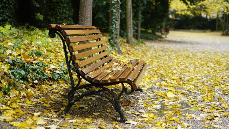 Fallen leaves on a wooden park bench in autumn